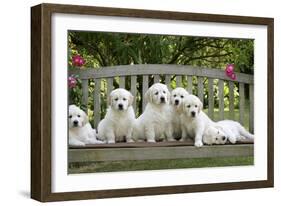 Golden Retriever Puppies on Garden Bench 7 Weeks-null-Framed Photographic Print