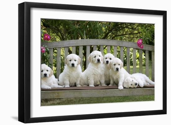 Golden Retriever Puppies on Garden Bench 7 Weeks-null-Framed Photographic Print