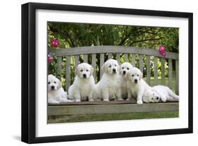 Golden Retriever Puppies on Garden Bench 7 Weeks-null-Framed Photographic Print