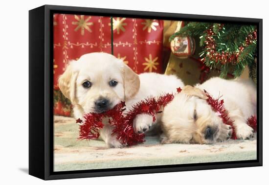 Golden Retriever Puppies under Chirstmas Tree-null-Framed Stretched Canvas