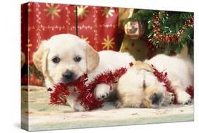 Golden Retriever Puppies under Chirstmas Tree-null-Stretched Canvas