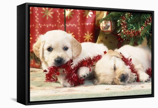 Golden Retriever Puppies under Chirstmas Tree-null-Framed Stretched Canvas