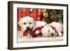 Golden Retriever Puppies under Chirstmas Tree-null-Framed Photographic Print