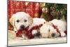 Golden Retriever Puppies under Chirstmas Tree-null-Mounted Photographic Print