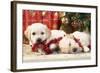 Golden Retriever Puppies under Chirstmas Tree-null-Framed Photographic Print