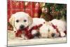 Golden Retriever Puppies under Chirstmas Tree-null-Mounted Photographic Print