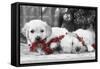 Golden Retriever Puppies under Christmas Tree-null-Framed Stretched Canvas
