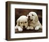 Golden Retriever Puppies-null-Framed Art Print