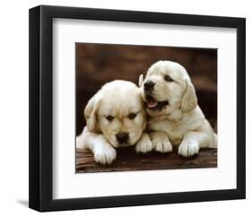 Golden Retriever Puppies-null-Framed Art Print