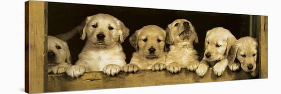 Golden Retriever Puppies-null-Stretched Canvas