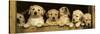 Golden Retriever Puppies-null-Stretched Canvas