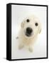 Golden Retriever Puppy, 16 Weeks, Looking Up at Camera-Mark Taylor-Framed Stretched Canvas