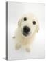 Golden Retriever Puppy, 16 Weeks, Looking Up at Camera-Mark Taylor-Stretched Canvas