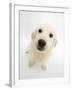Golden Retriever Puppy, 16 Weeks, Looking Up at Camera-Mark Taylor-Framed Photographic Print