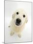 Golden Retriever Puppy, 16 Weeks, Looking Up at Camera-Mark Taylor-Mounted Photographic Print