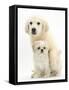 Golden Retriever Puppy, 16 Weeks, with Cream Shih-Tzu Puppy, 7 Weeks-Mark Taylor-Framed Stretched Canvas