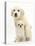 Golden Retriever Puppy, 16 Weeks, with Cream Shih-Tzu Puppy, 7 Weeks-Mark Taylor-Stretched Canvas