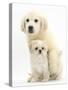 Golden Retriever Puppy, 16 Weeks, with Cream Shih-Tzu Puppy, 7 Weeks-Mark Taylor-Stretched Canvas