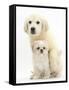 Golden Retriever Puppy, 16 Weeks, with Cream Shih-Tzu Puppy, 7 Weeks-Mark Taylor-Framed Stretched Canvas