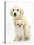 Golden Retriever Puppy, 16 Weeks, with Cream Shih-Tzu Puppy, 7 Weeks-Mark Taylor-Stretched Canvas