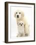 Golden Retriever Puppy, 16 Weeks, with Cream Shih-Tzu Puppy, 7 Weeks-Mark Taylor-Framed Photographic Print