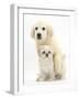 Golden Retriever Puppy, 16 Weeks, with Cream Shih-Tzu Puppy, 7 Weeks-Mark Taylor-Framed Photographic Print