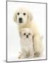 Golden Retriever Puppy, 16 Weeks, with Cream Shih-Tzu Puppy, 7 Weeks-Mark Taylor-Mounted Photographic Print