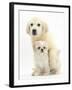 Golden Retriever Puppy, 16 Weeks, with Cream Shih-Tzu Puppy, 7 Weeks-Mark Taylor-Framed Photographic Print