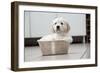 Golden Retriever Puppy (6 Weeks) Sitting In-null-Framed Photographic Print