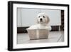 Golden Retriever Puppy (6 Weeks) Sitting In-null-Framed Photographic Print