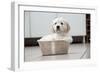Golden Retriever Puppy (6 Weeks) Sitting In-null-Framed Photographic Print