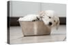 Golden Retriever Puppy (6 Weeks) Sleeping in Dog Bowl-null-Stretched Canvas