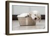 Golden Retriever Puppy (6 Weeks) Sleeping in Dog Bowl-null-Framed Photographic Print