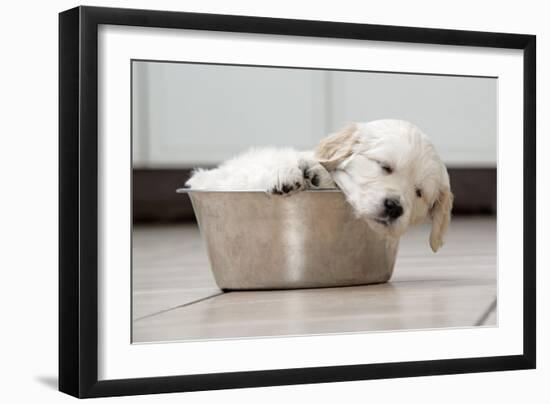 Golden Retriever Puppy (6 Weeks) Sleeping in Dog Bowl-null-Framed Photographic Print