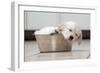 Golden Retriever Puppy (6 Weeks) Sleeping in Dog Bowl-null-Framed Photographic Print