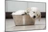 Golden Retriever Puppy (6 Weeks) Sleeping in Dog Bowl-null-Mounted Photographic Print