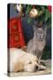 Golden Retriever Puppy and Kitten-null-Stretched Canvas