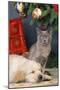 Golden Retriever Puppy and Kitten-null-Mounted Photographic Print