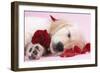 Golden Retriever Puppy Asleep Amongst Rose Petals-null-Framed Photographic Print