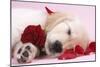 Golden Retriever Puppy Asleep Amongst Rose Petals-null-Mounted Photographic Print