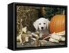 Golden Retriever Puppy (Canis Familiaris) Portrait with Pumpkin-Lynn M. Stone-Framed Stretched Canvas