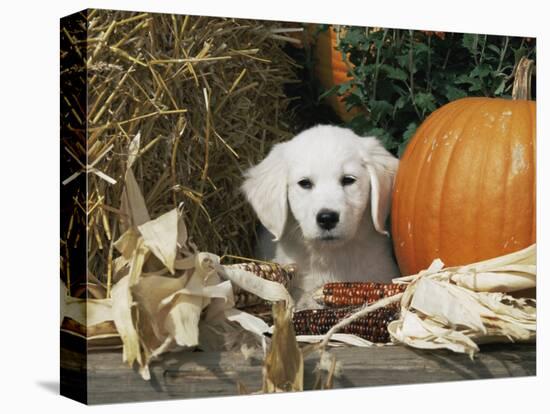 Golden Retriever Puppy (Canis Familiaris) Portrait with Pumpkin-Lynn M. Stone-Stretched Canvas