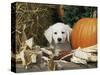 Golden Retriever Puppy (Canis Familiaris) Portrait with Pumpkin-Lynn M. Stone-Stretched Canvas