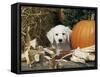Golden Retriever Puppy (Canis Familiaris) Portrait with Pumpkin-Lynn M. Stone-Framed Stretched Canvas