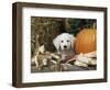 Golden Retriever Puppy (Canis Familiaris) Portrait with Pumpkin-Lynn M. Stone-Framed Premium Photographic Print