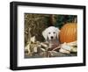 Golden Retriever Puppy (Canis Familiaris) Portrait with Pumpkin-Lynn M. Stone-Framed Premium Photographic Print
