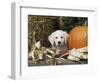 Golden Retriever Puppy (Canis Familiaris) Portrait with Pumpkin-Lynn M. Stone-Framed Premium Photographic Print