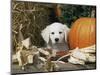 Golden Retriever Puppy (Canis Familiaris) Portrait with Pumpkin-Lynn M. Stone-Mounted Premium Photographic Print