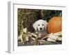 Golden Retriever Puppy (Canis Familiaris) Portrait with Pumpkin-Lynn M. Stone-Framed Photographic Print