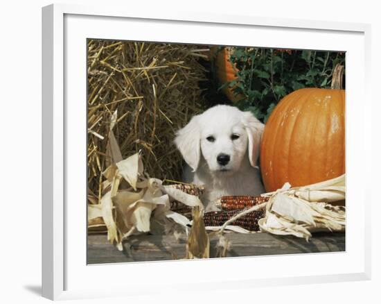 Golden Retriever Puppy (Canis Familiaris) Portrait with Pumpkin-Lynn M. Stone-Framed Photographic Print